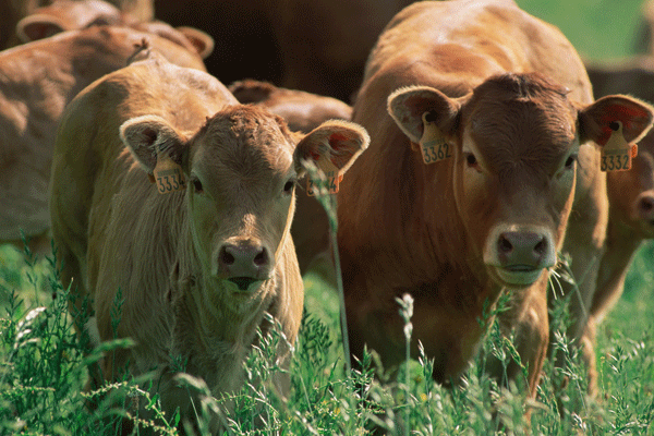 2020年属牛人每月运势 属牛的每月运势详解