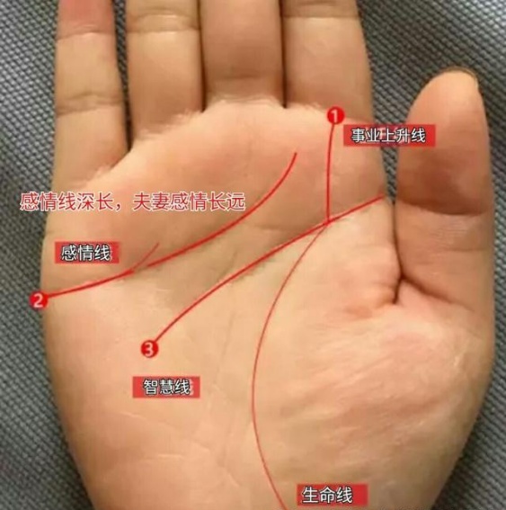 
手掌之上都有三条最为明显的掌纹，这三条长温明显
