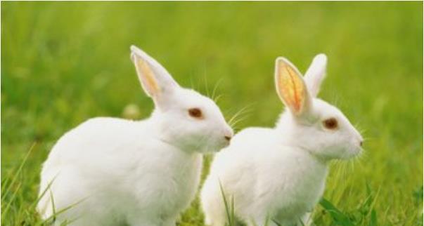 2023年几月份的兔最有福气，事业之路始终稳定顺利