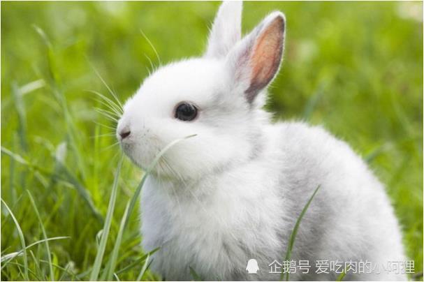 2023年几月份的兔最有福气，事业之路始终稳定顺利