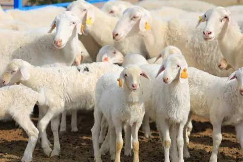 1967年属羊人2023年运势及运程 67年56岁属羊人的2023年每月运势详解,生肖属相,羊