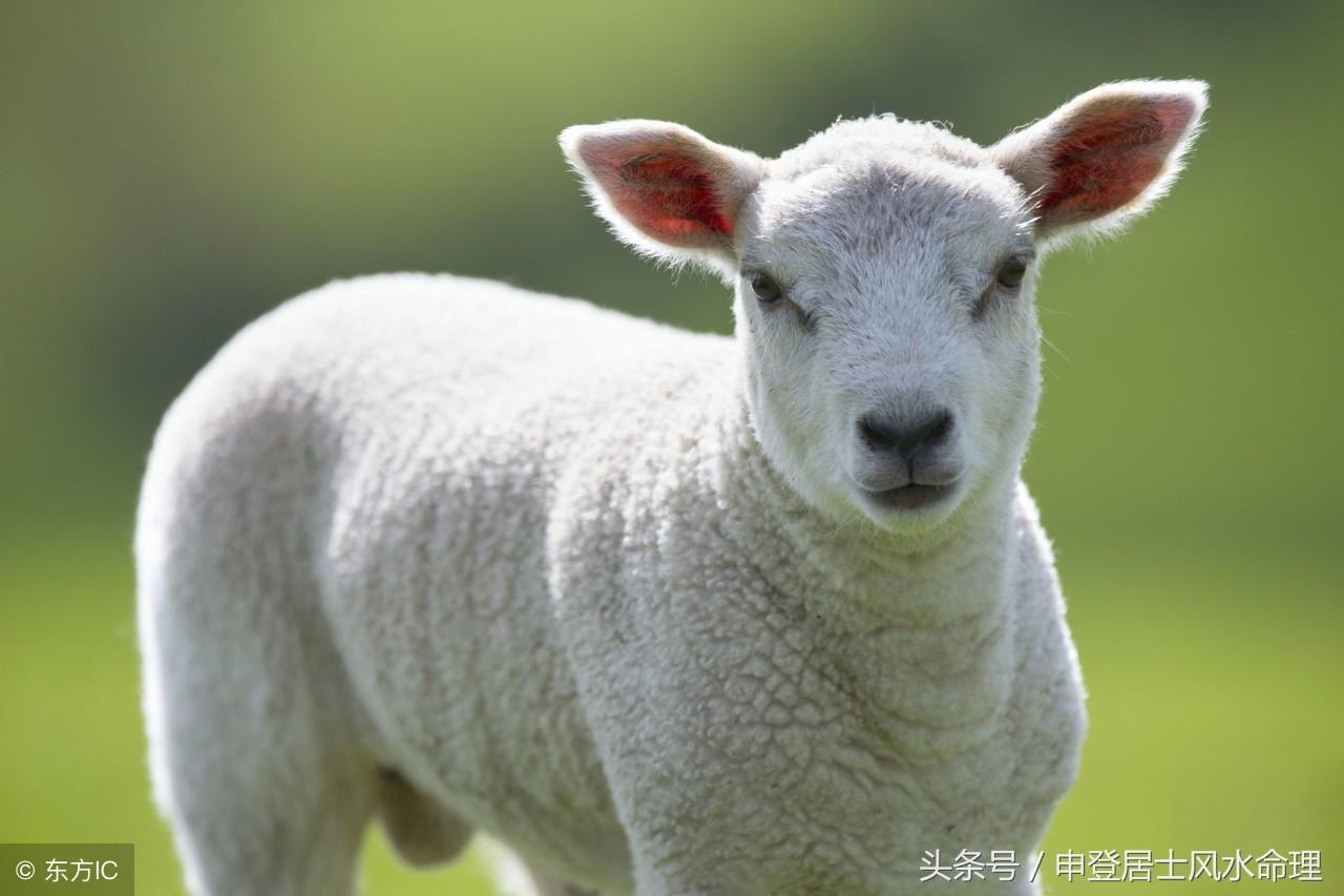 属羊的最配属相是什么？2018年不同年份