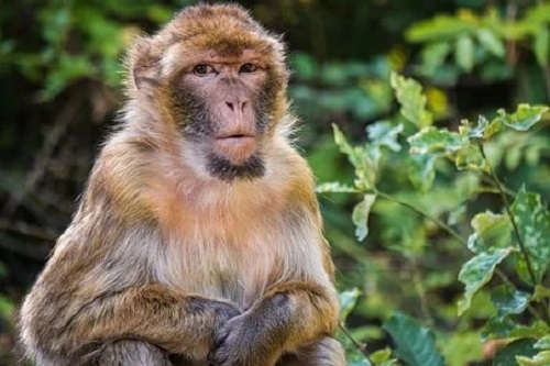 2022年属猴人犯两个太岁如何化解太岁？