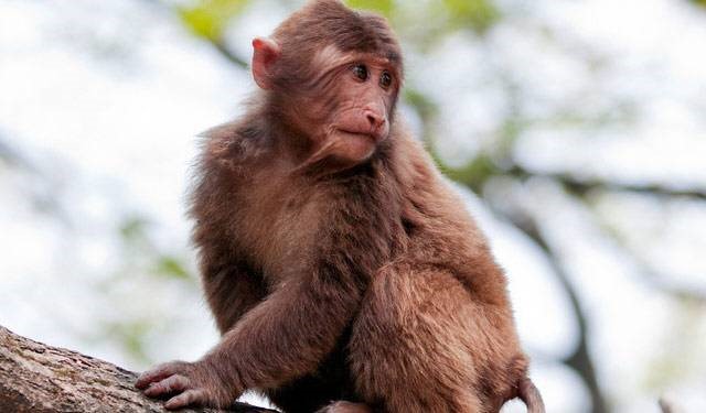 2023年属猴人是不是犯太岁？