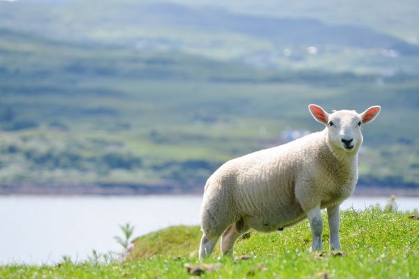 生肖羊农历几月出生好 属羊生在几月最好农历