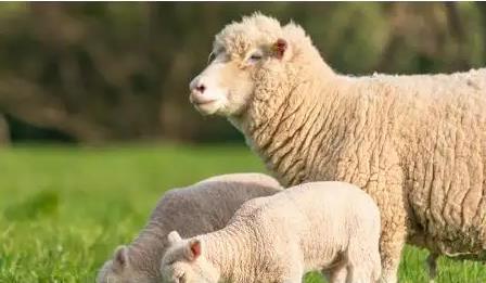 进入2022年的属羊人整体运势提升，79年属什么生肖