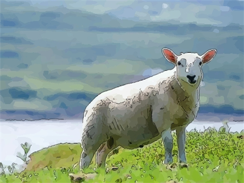 2023年属羊的人年运势及每月运程怎么样化解