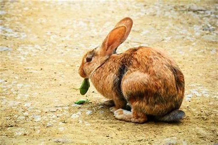 什么是属兔，火兔之人，远大心胸宽广