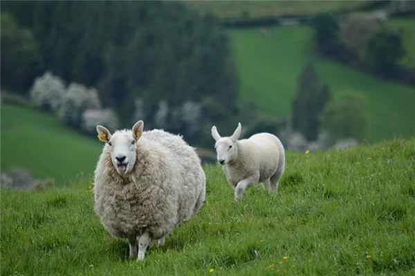 属羊的是忠于爱情的人，不善于处理逆境