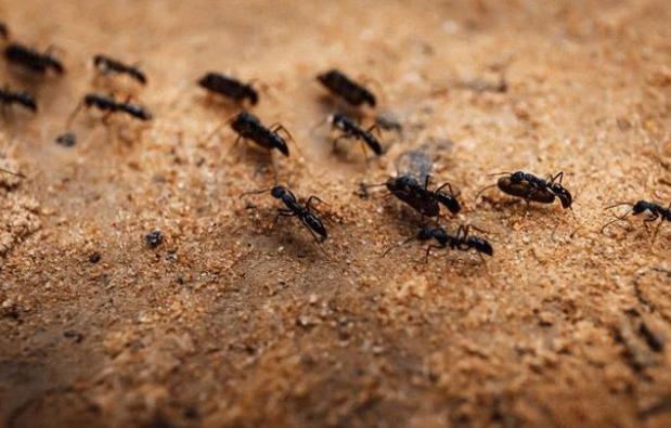 梦见蚂蚁成群在地上爬，预示你将会遇到麻烦事