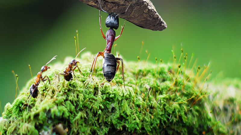 梦见蚂蚁成群在地上爬，预示你将会遇到麻烦事