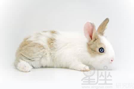 梦见兔子是梦见抓兔子的梦境解析出行的注意事项