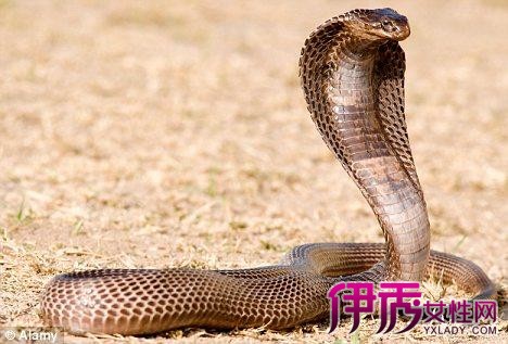 解梦风水堂：解梦梦见黑蛇预示着什么