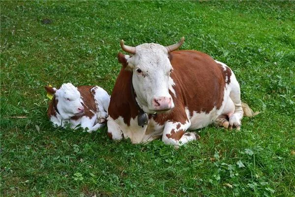 牛生肖从出生月份看生肖牛的姻缘配对