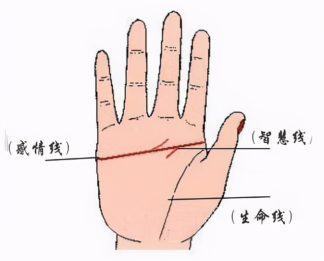 聪明人的手相特征，手掌上纹路能显示出一个人的聪明能力