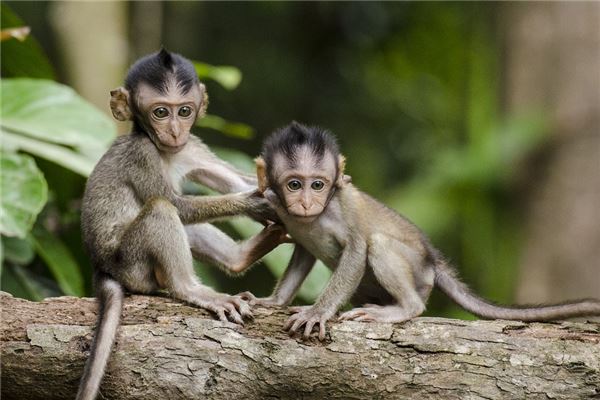 二月出生的属猴人几月出生命苦，性格急躁