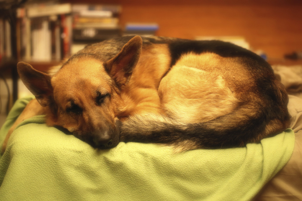 主人床给狗睡了真的会影响风水吗？