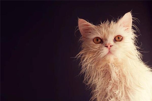 梦见给猫洗澡是什么意思