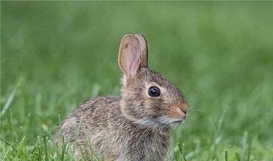 紫微斗数财运图 48岁的男兔子四月24生,属兔的24岁