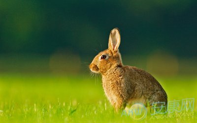 紫微斗数财运图 48岁的男兔子四月24生,属兔的24岁